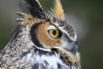 Great horned owl side portrait