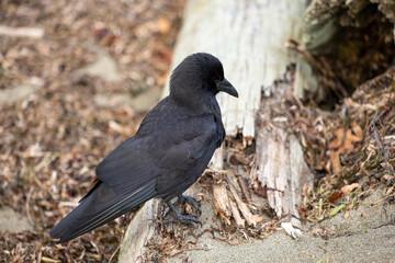 Crow perched on a piece of drift wood 