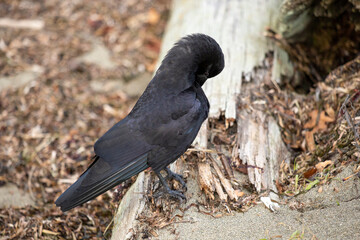 Crow perched on a piece of drift wood 
