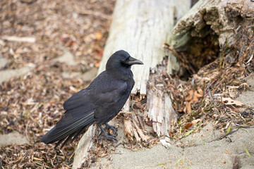 Crow perched on a piece of drift wood 