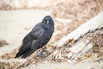 Crow perched on a piece of drift wood 