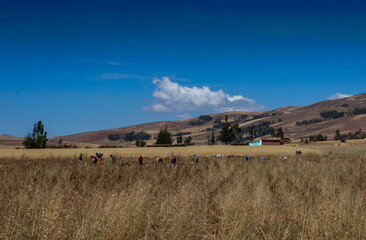 Fototapeta premium People with oxen