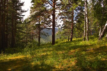 Siberian mountain forest