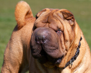 Shar Pei head