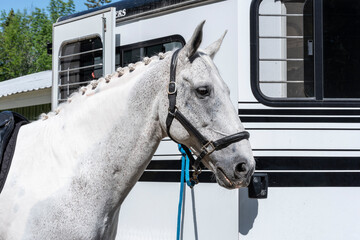 Equestrian show jumping horses. Horses at show