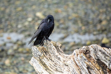 Crow perched on a piece of drift wood 