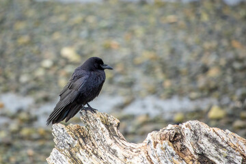 Crow perched on a piece of drift wood 