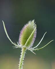 Milk Thistle