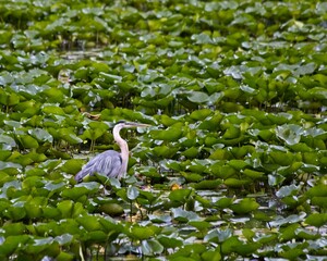 Blue Heron in Marsh