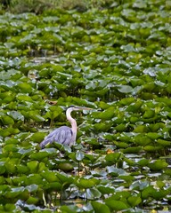 Blue Heron in Marsh
