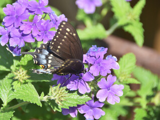 Swallowtail Butterfly on Purple Flowers