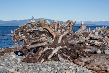 Root from a dead tree filled with rock