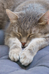 cute sleeping cat laying on blue pillow