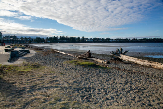 Sandy beach with drift wood in winter