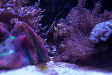 Shrimp and Coral Reef