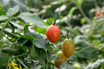 fresh organic cherry tomatoes on tree