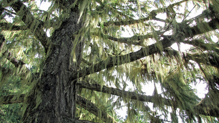 "Old Man's Beard" lichen on Tree in British Columbia, Canada