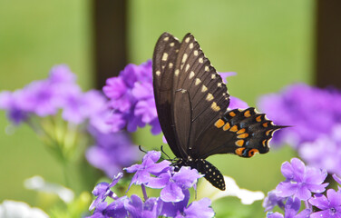 Swallowtail Butterfly on Purple Flowers