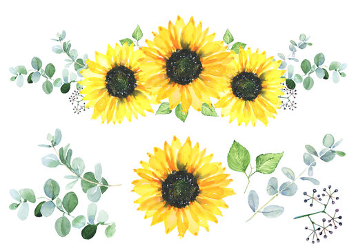 Watercolor sunflowers with eucalyptus leaves bouquet. Floral hand painted illustration.