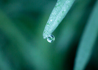 water drop on plant