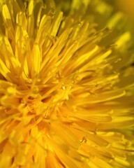 Dandelion Macro