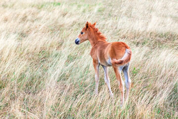 Fototapeta na wymiar Single foal on the meadow with dry grass . Baby horse in the summer