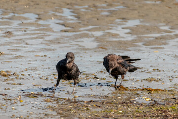 Crow and crows feeding on a sandy beach