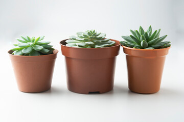 Succulent plants in pot on white background, indoor houseplant