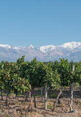 Group of plants  of red grapes in line ready to harvest in Mendoza Argentina