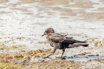 Crow and crows feeding on a sandy beach