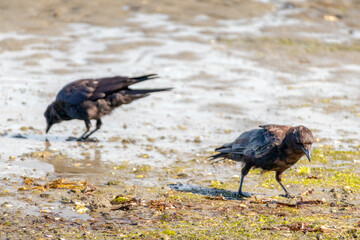 Crow and crows feeding on a sandy beach
