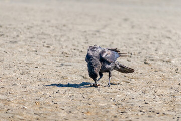 Crow feeding on a sandy beach
