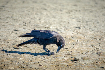 Crow feeding on a sandy beach