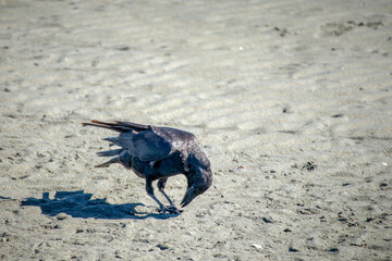 Crow feeding on a sandy beach