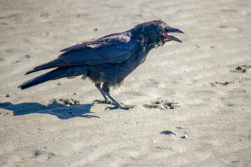 Crow feeding on a sandy beach