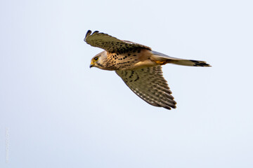 kite in flight