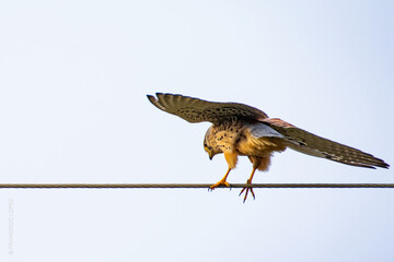 hawk in flight