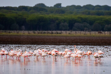 flamingos in lake