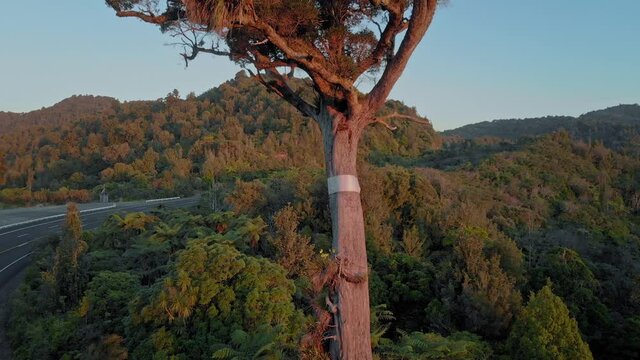 Lone Kauri tree, coromandel ranges, New Zealand