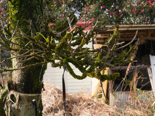 枯れそうな　木