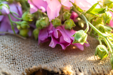 Naklejka na ściany i meble Malva alcea , greater musk-mallow, cut-leaved mallow, vervain mallow or hollyhock mallow fresh flowers collected in meadow. collect herbs for preparation of tincture. mortar to rub flowers.