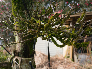 枯れそうな　木