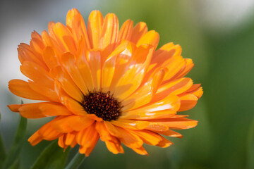 orange gerbera flower