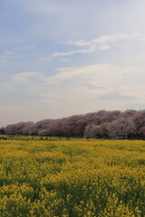 サクラと菜の花畑②