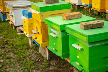 Fototapeta na wymiar Colorful wooden and plastic hives against blue sky in summer. Apiary standing in yard on grass. Cold weather and bee sitting in hive.