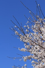 サクラと青空