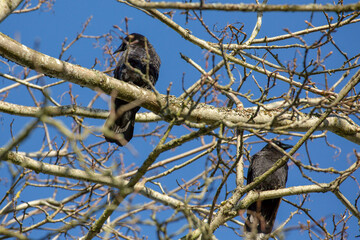 bird, birds, branch, crow, nature, perched, raven, sky, trees, wildlife