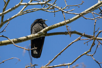 bird, birds, branch, crow, nature, perched, raven, sky, trees, wildlife