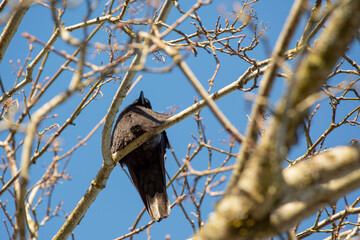 bird, birds, branch, crow, nature, perched, raven, sky, trees, wildlife