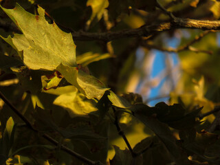 autumn leaves on the tree